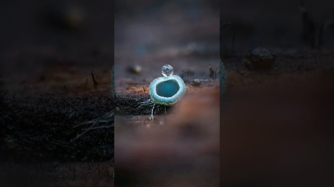 extremely tiny fungi 👀