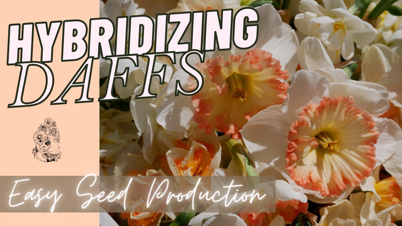 HYBRIDIZING DAFFODILS FOR BEGINNERS: Pollinating Daffodils By Hand - Growing Daffodils From Seed