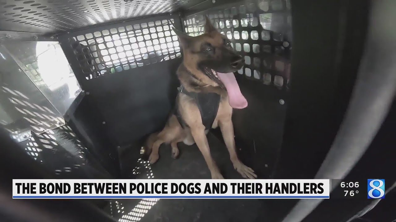 Grand Rapids police dog injured in crash will likely walk again