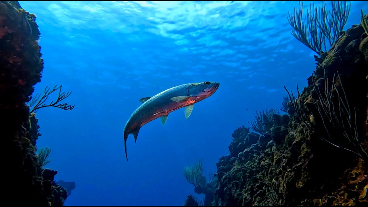Grand Cayman - Scuba Diving the East End with Ocean Frontiers part 1