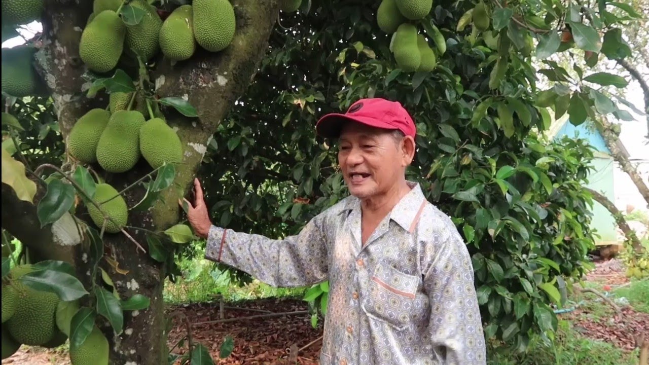 Thăm vườn mít đặc sản 