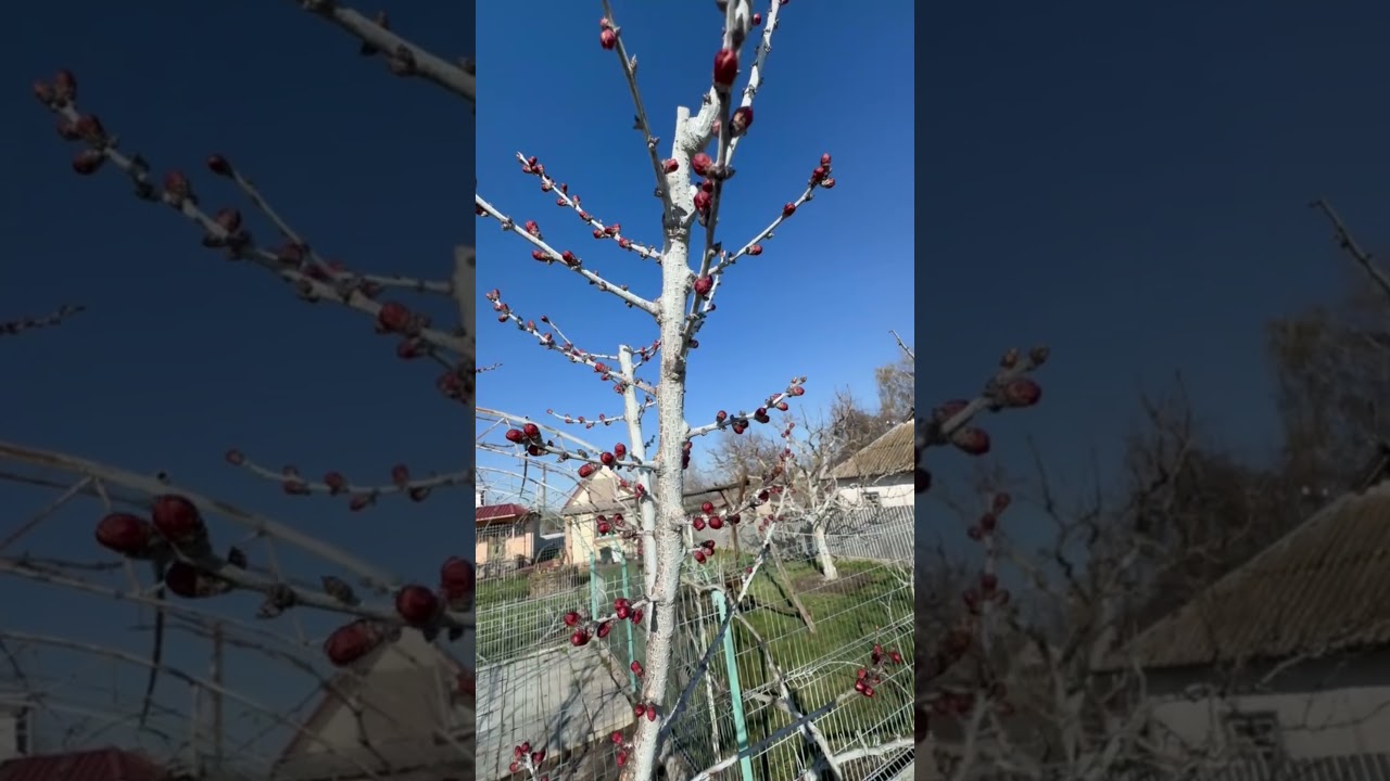 Другий обробіток. Хорус+Актара