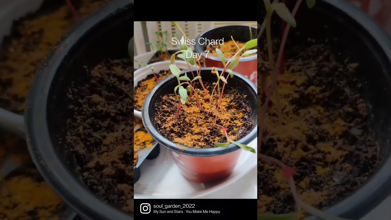 Winter Garden Seedling Update #urbangarden