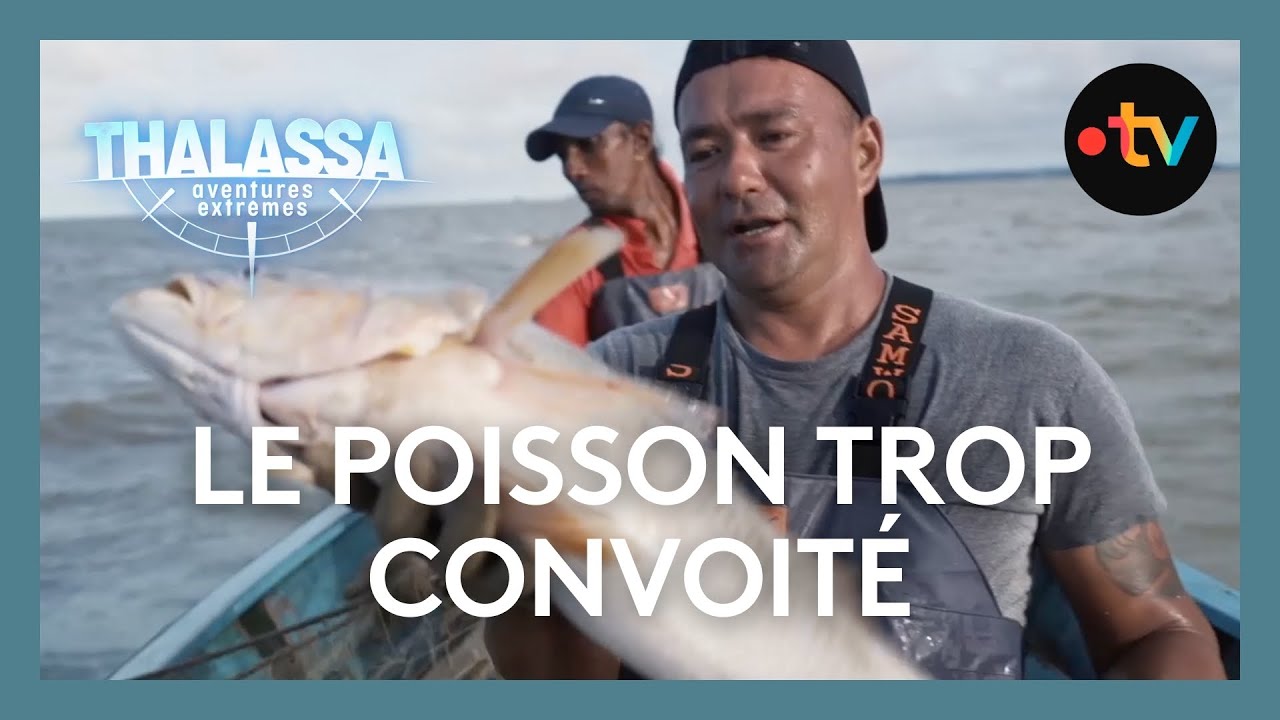 C'est l'un des trafics les plus lucratifs du monde - Thalassa