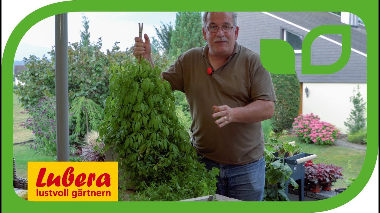 Kraut der Unsterblichkeit - Gynostemma pentaphyllum, Jiaogulan