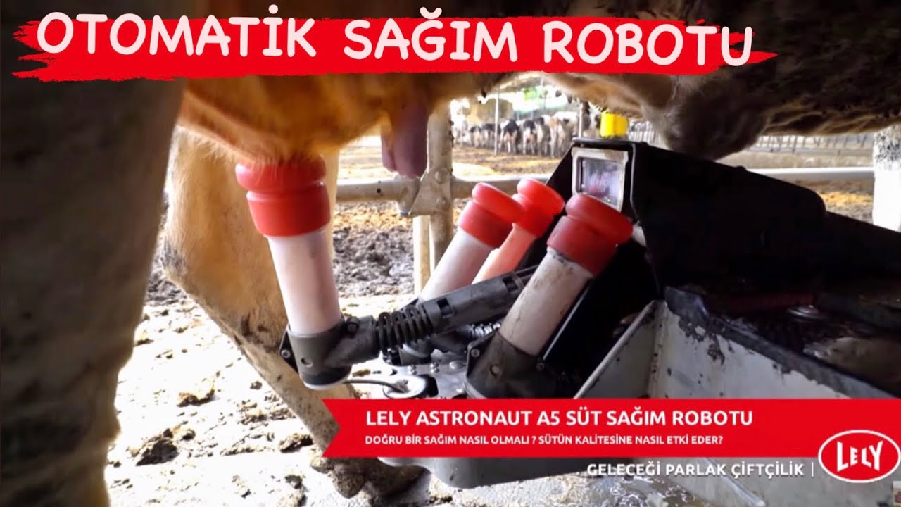 Otomatik Sağım Robotu: ÖZGÜR İnekler! | Lely Astronaut A5
