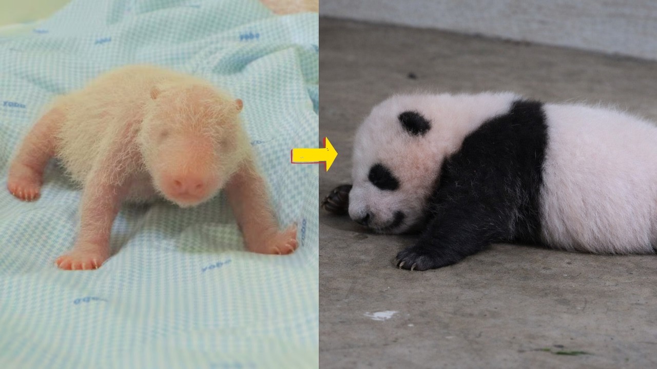 From Pink to Fluffy: Baby Rio’s 2-Month Transformation!