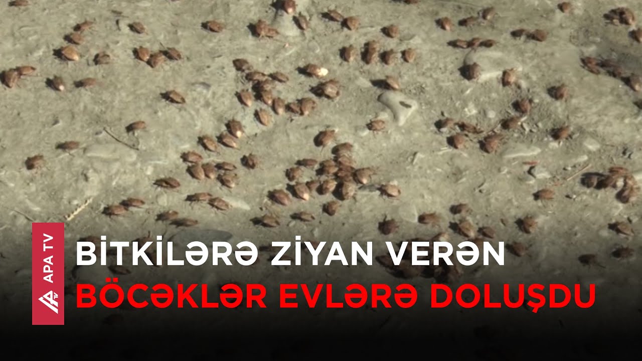 Zaqatala və Balakəndə qəhvəyi mərmər bağacağı yayılıb – APA TV