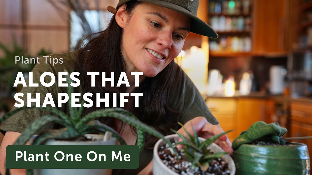 ALOE MCLOUGHLINII Care & Repot — Ep. 319