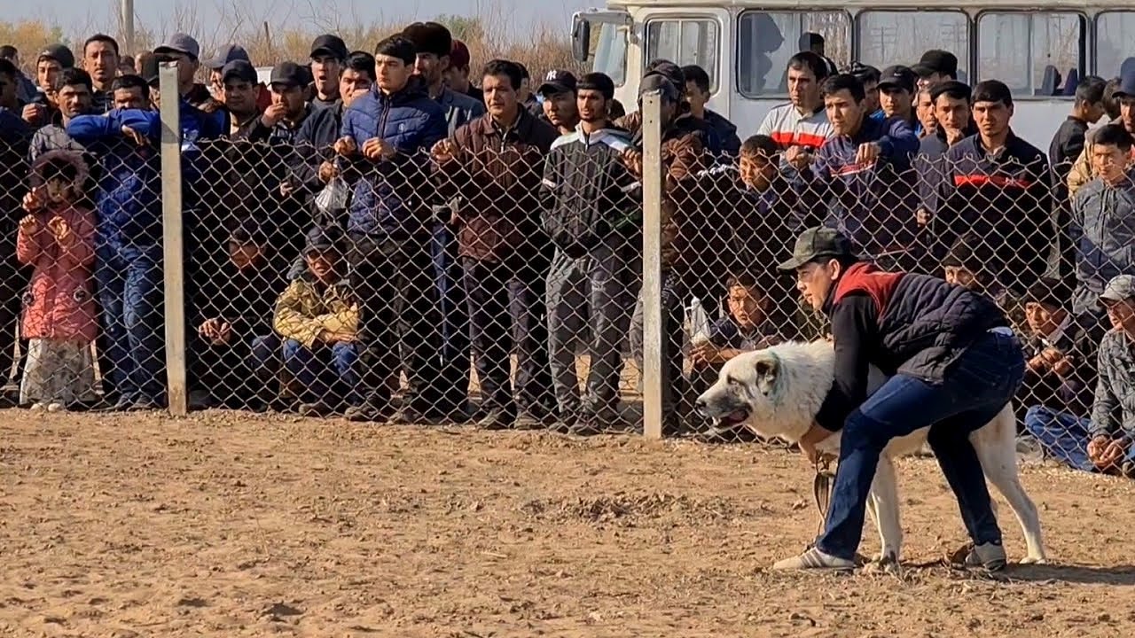 We Arrived At The Tournament And Filmed The Best Fighting Dogs!
