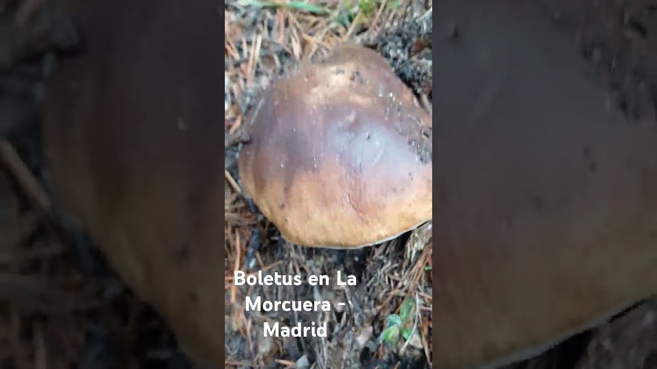 Boletus en La Morcuera, Sierra de Madrid Octubre 2024