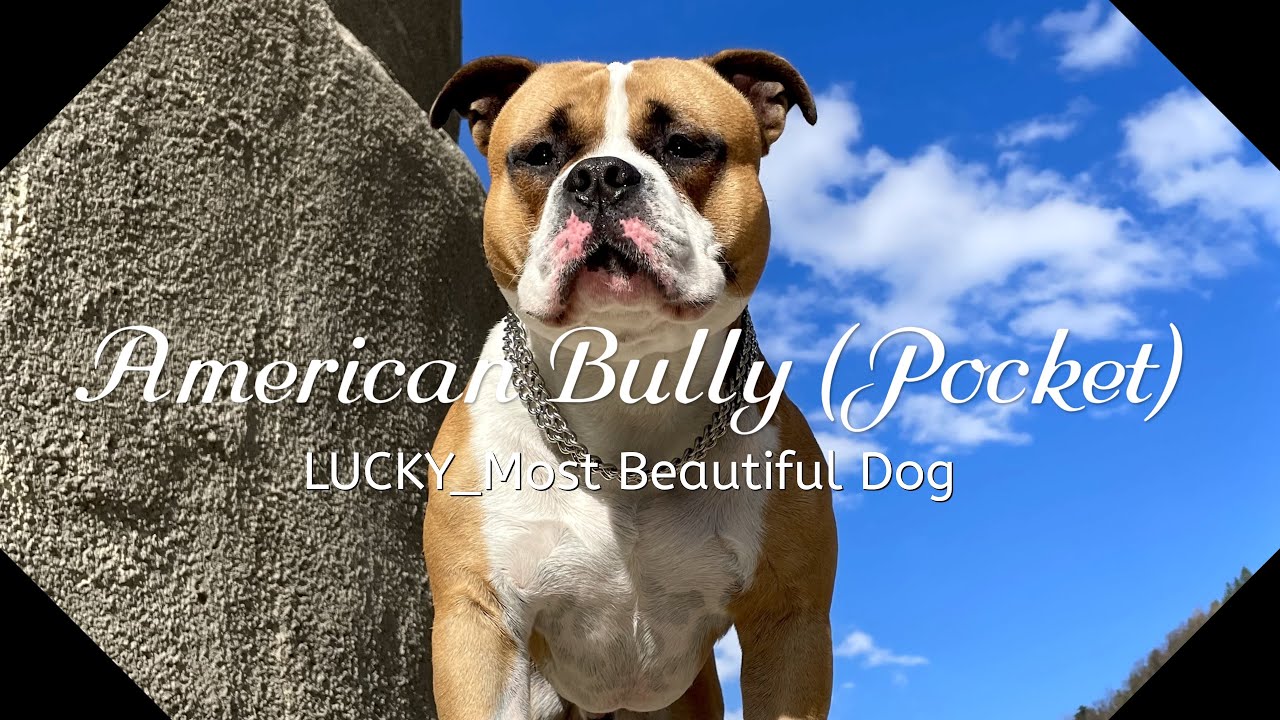 American Bully Pocket (Part 2) The most beautiful dog // LUCKY