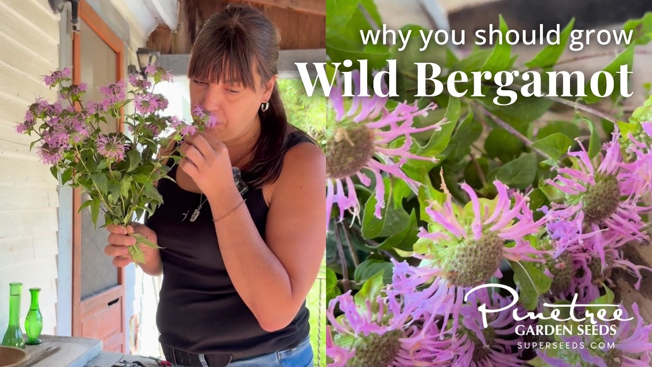 Why You Should Grow Wild Bergamot
