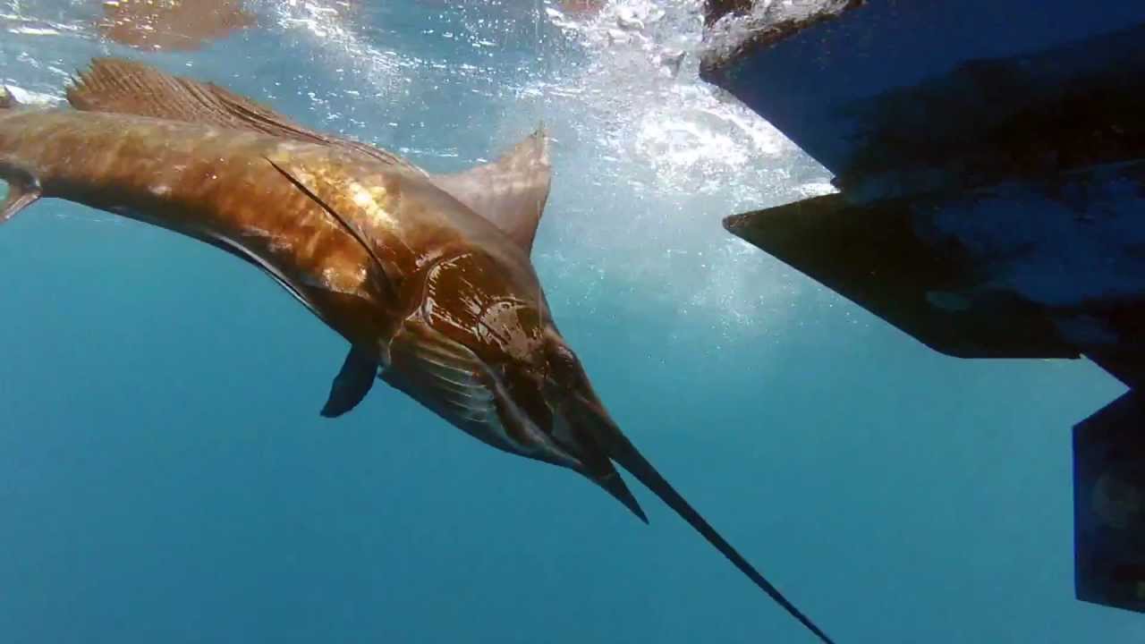 Quepos, Costa Rica - Pacific Sailfish, Mahi, Yellowfin Tuna, Dolphins - February 2012