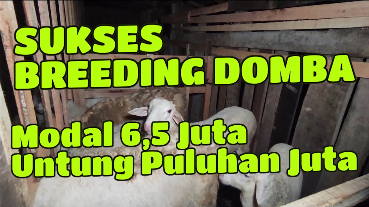 SUKSES BREEDING DOMBA GIBAS, MODAL 6.5 JUTA SEKARANG UNTUNG PULUHAN JUTA
