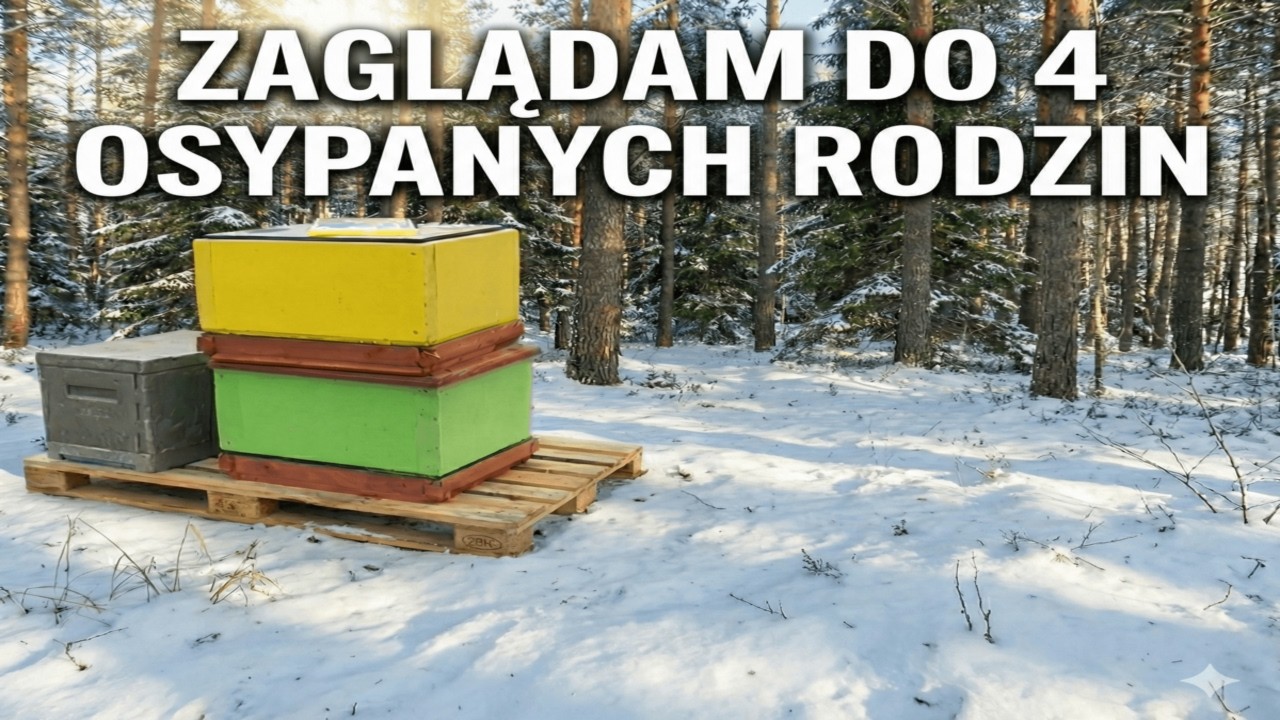 ZAGLĄDAM DO 4 RODZIN OSYPANYCH PODCZAS ZIMOWLI- DLACZEGO NIE PRZEŻYŁY?