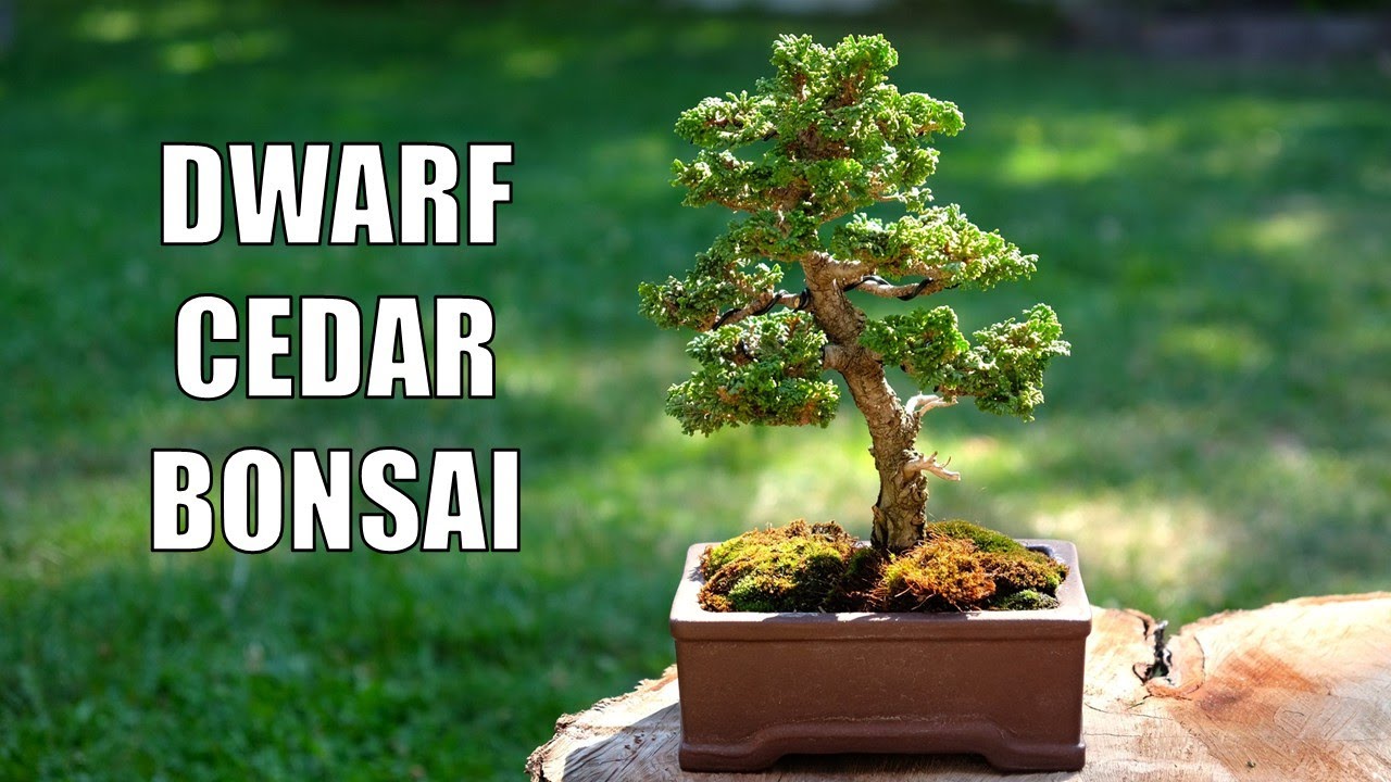 Pruning and Wiring My Dwarf Cedar Bonsai Tree