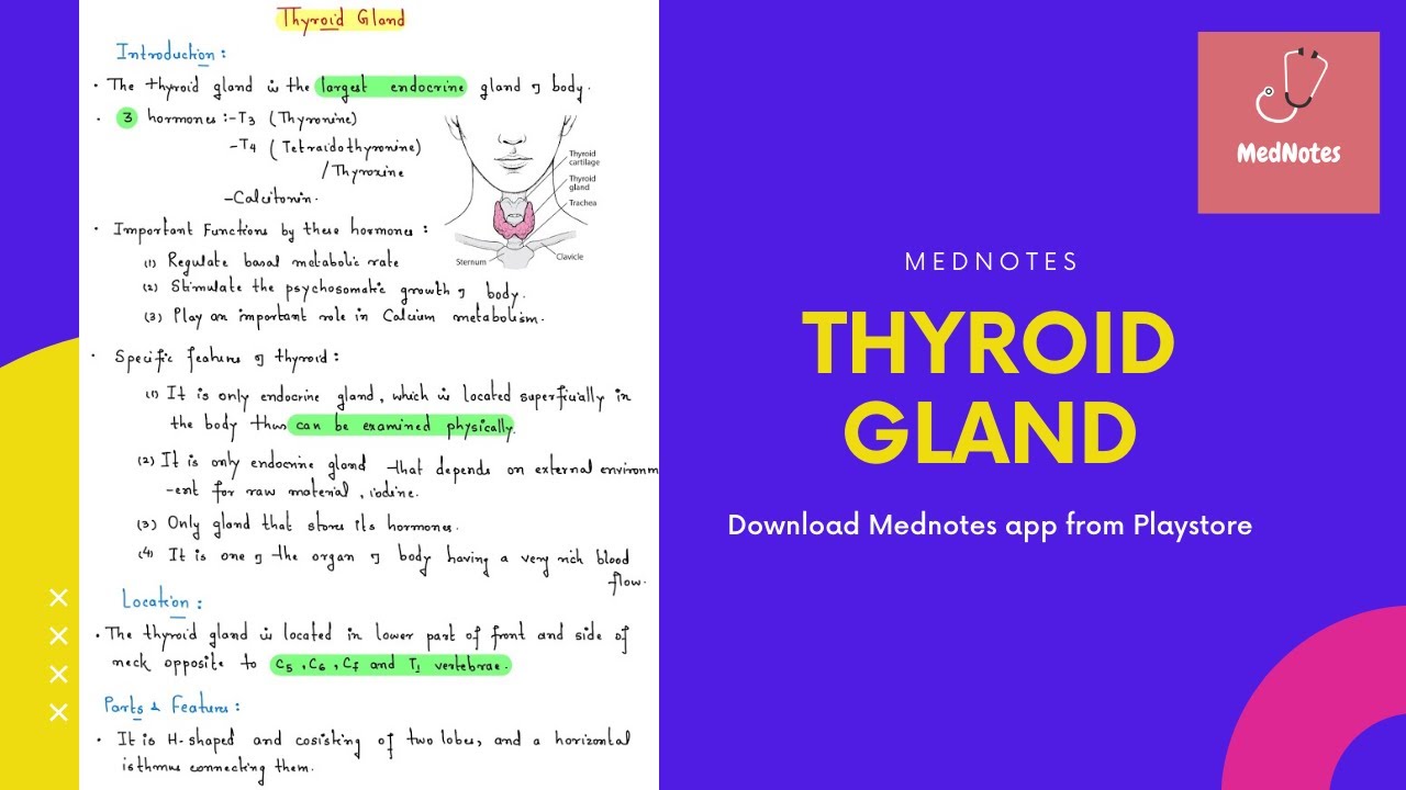 Thyroid Gland - Head & Neck | MedNotes