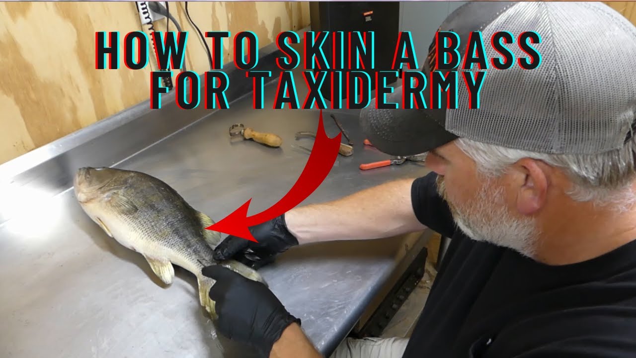 How to skin a bass for taxidermy