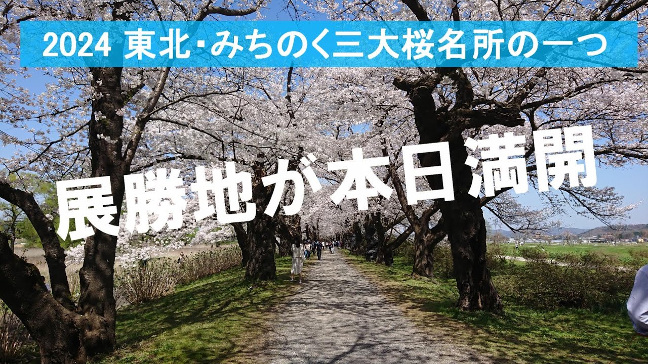 【北上展勝地が本日満開】みちのく三大桜名所の一つ・約２キロも続く美しい桜並木に多くの人々が訪れる