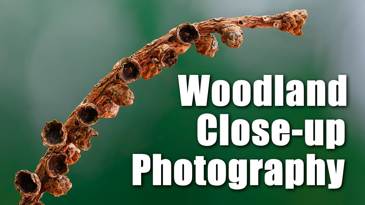 Woodland Close-up Photography