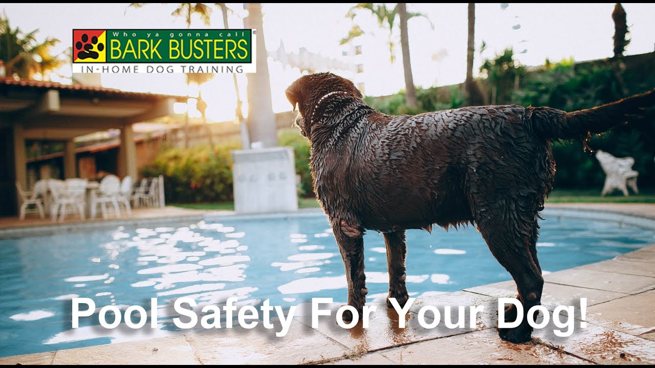 Pool Safety for your Dog from Bark Busters