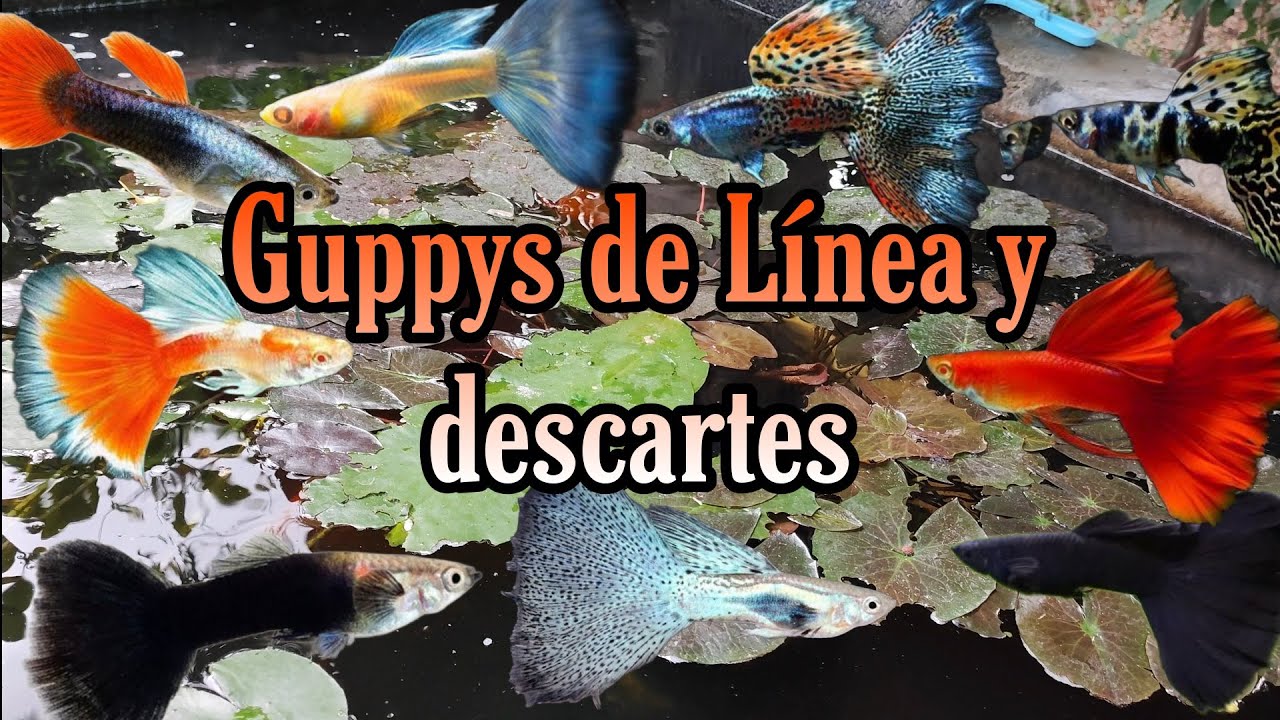 Criadero de GUPPYS en Calkiní, Campeche - ¿Dónde compro mis GUPPYS?