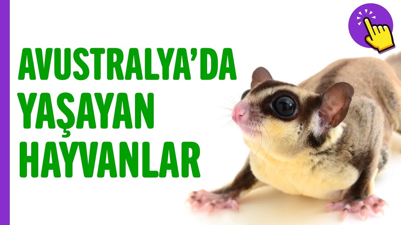 Avustralya'da yaşayan hayvan türleri | Hayvanlar Alemi | Aklında olsun