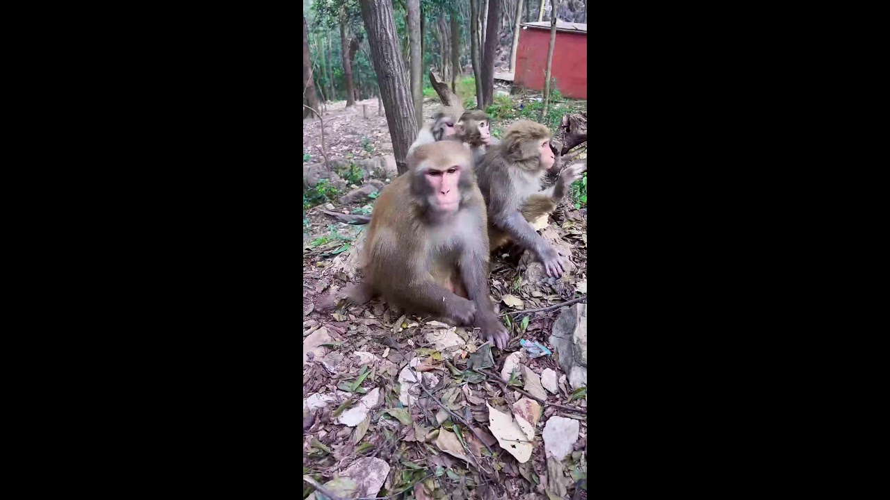 These monkeys are endlessly entertaining... #shorts 🐵