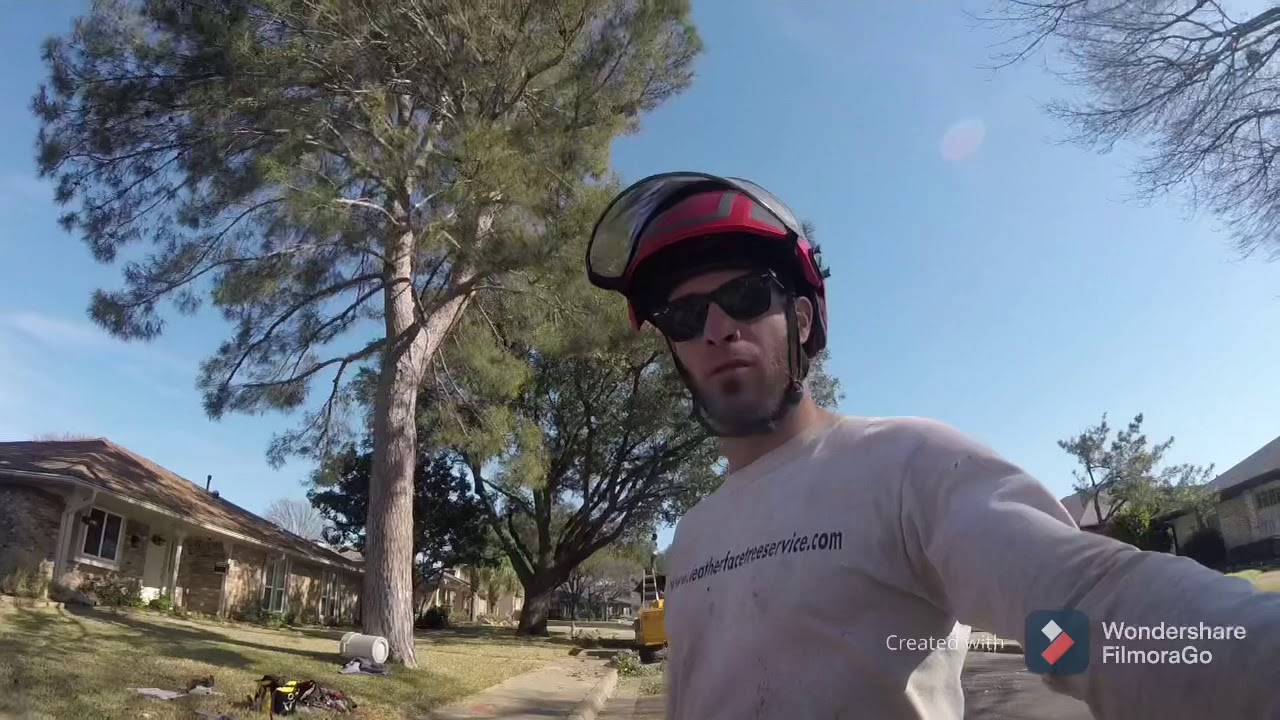 Massive tree trimming (for Dallas Texas) Austrian Pine