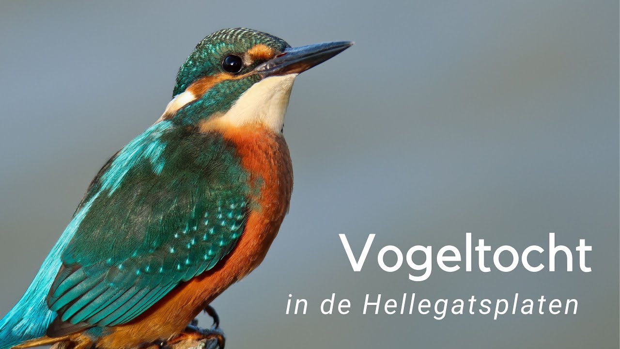 Vogeltocht in de Hellegatsplaten #1026