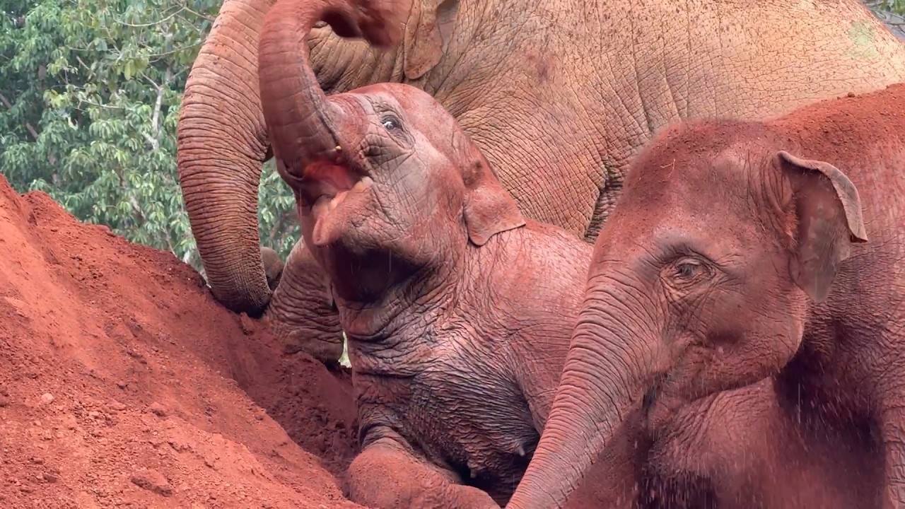 Elephant BunMa & Chaba: 5 Years of Love & Freedom - ElephantNews