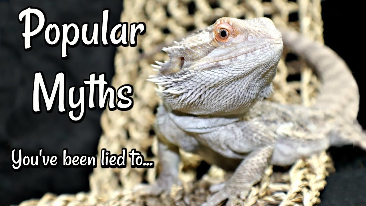 Bearded Dragon Myths & Misconceptions