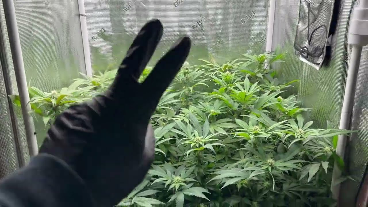 DESFOLHA&Ccedil;&Atilde;O NO GROW DE CANNABIS INDOOR