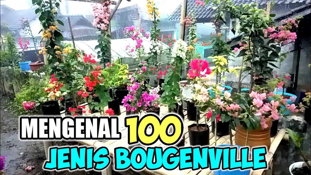 100 jenis bougenville