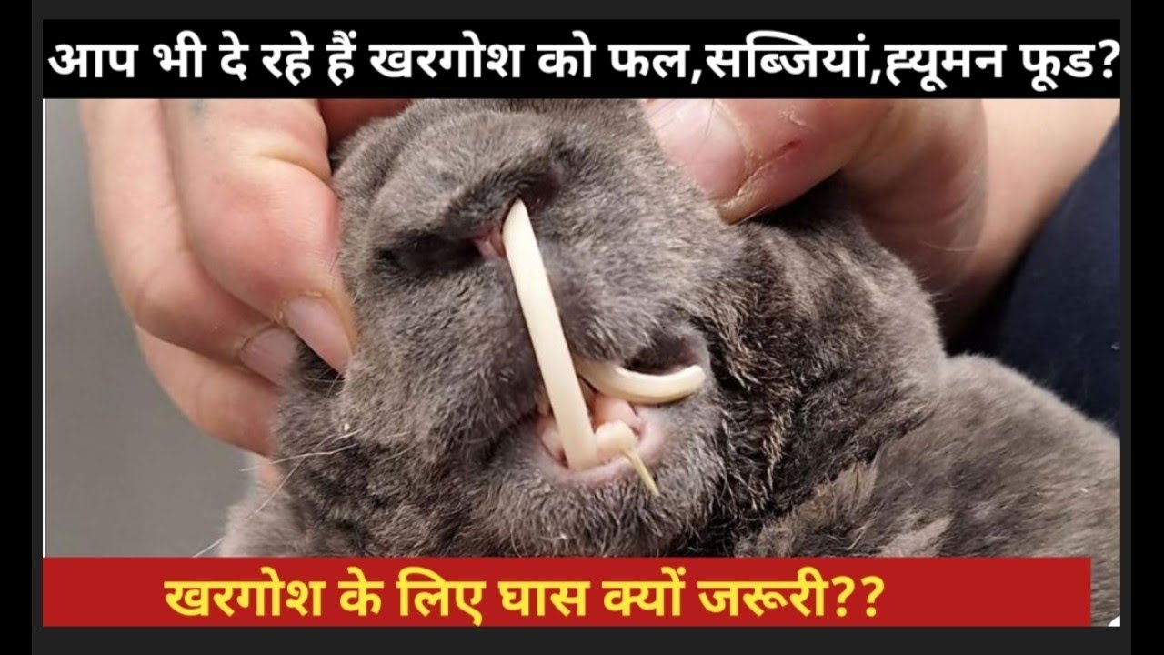 खरगोश को फल सब्जिया ह्यूमन फूड देने से पहले वीडियो जरूर देखे|क्योंकि आपका बनी जा रहा है मौत के करीब|