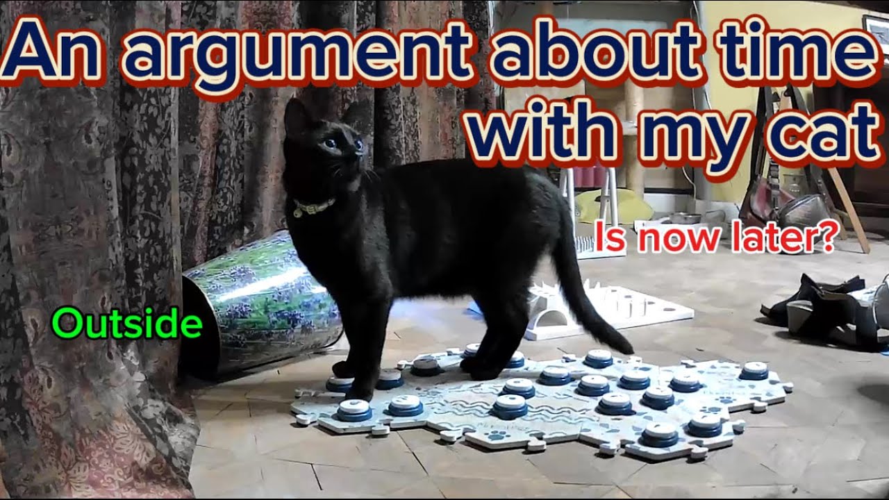 5am argument: Cat swears, and Soon vs Later