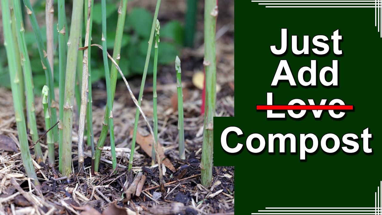 Подкармливаю свою несчастную спаржу!