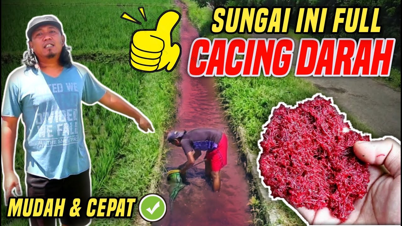 CARA MENCARI CACING DARAH DI ALAM || PAKAN CUPANG