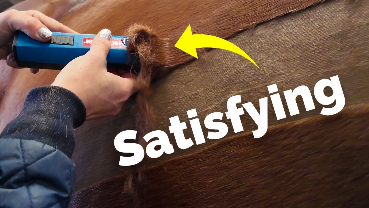 First Clip Of The Season - 🐴✂️ - So Satisfying [Clipping My Horse]