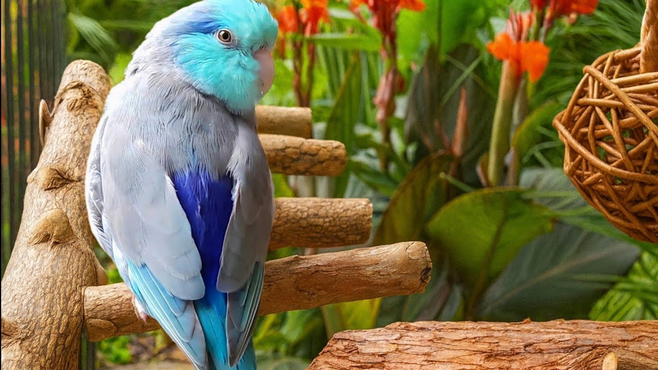 PARROT TV 📺🌴 REAL BIRDS SINGING SOUNDS 🌺 RELAXING NATURE 10 HOURS FORPUS PARROTLET