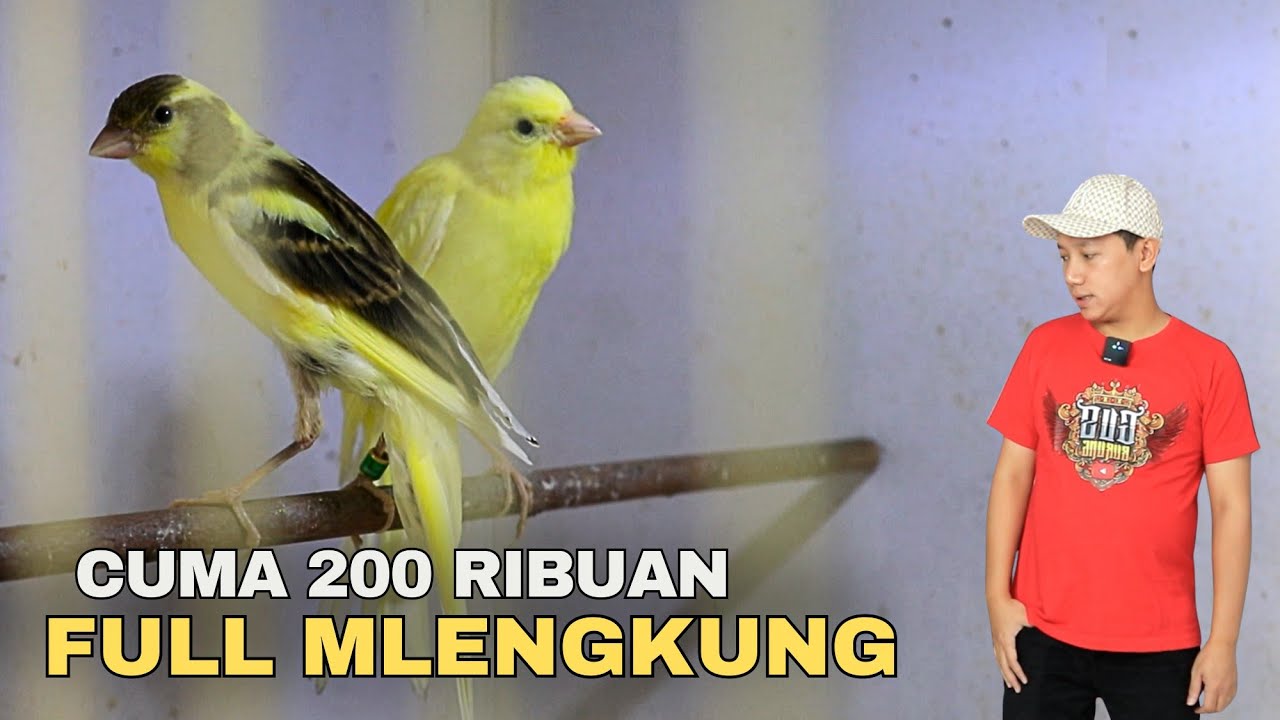 Cuma 200 Ribuan❗Kenari Full Mlengkung