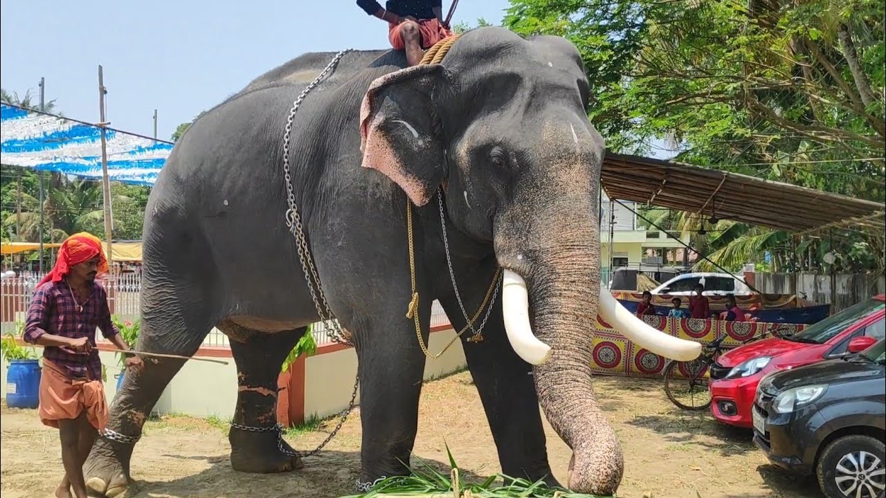 ഈരാറ്റുപേട്ട അയ്യപ്പൻ്റെ ഒരു മാസ്സ് സീൻ കാണാം | വഴിയടി | Erattupetta Ayyappan Elephant in Kerala
