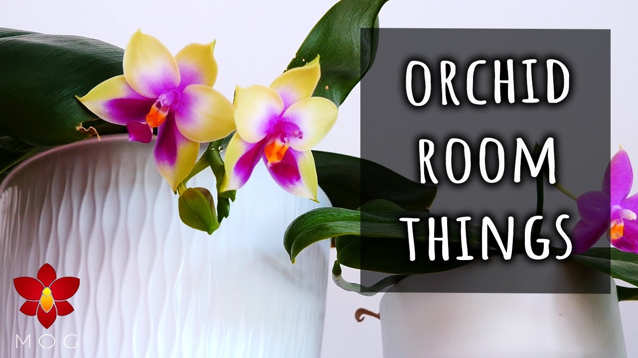 Exciting Orchid buds and spikes! - Orchid room slowly coming together 🥰