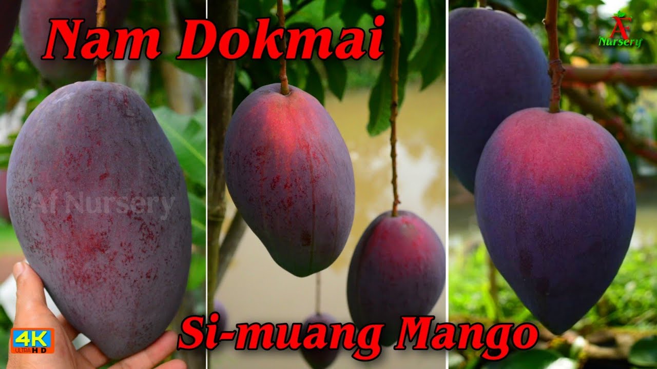 Nam Dokmai si-muang Mango Farming nam Dokmai purple mango 