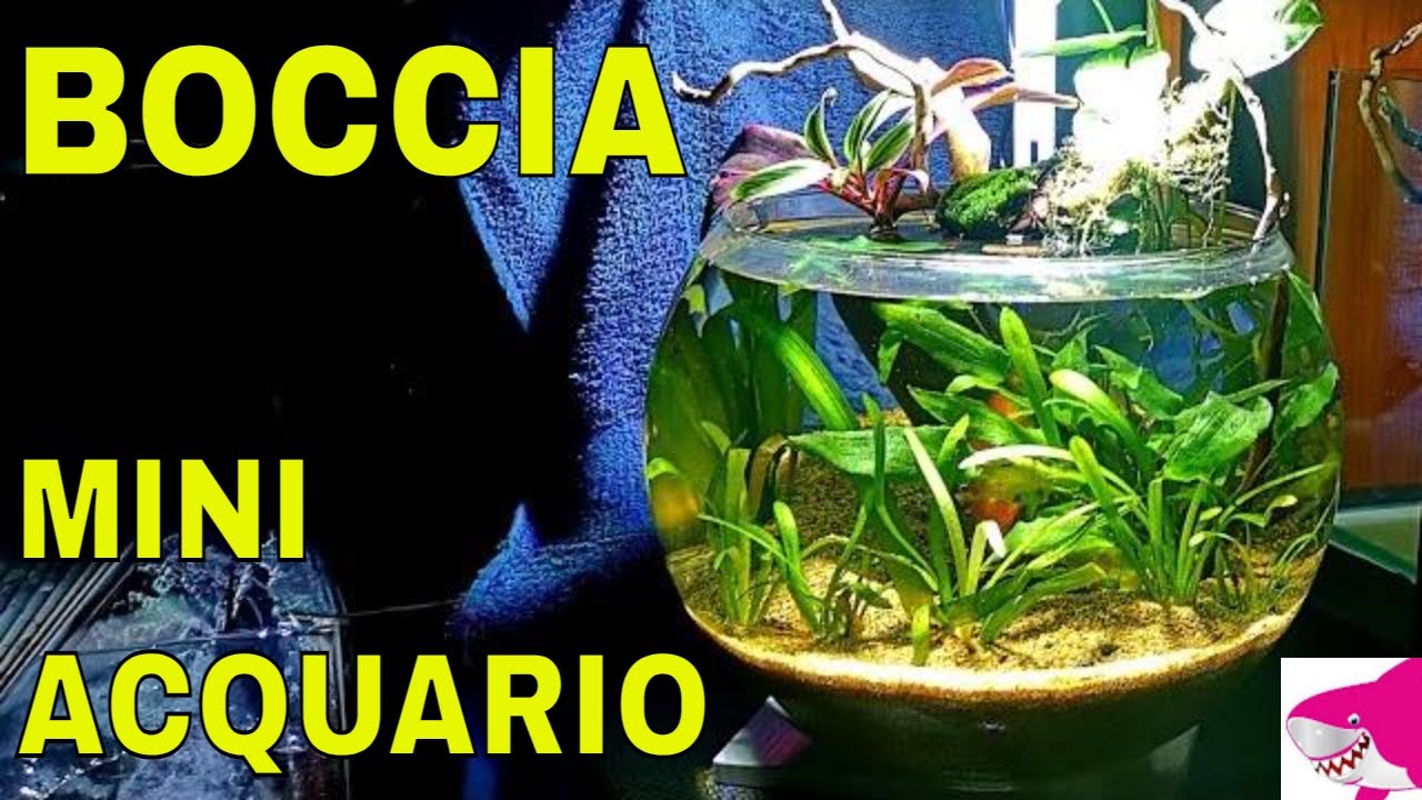 BOCCIA Mini acquario a basso consumo SENZA FILTRO 😀💦by Tropicalmania