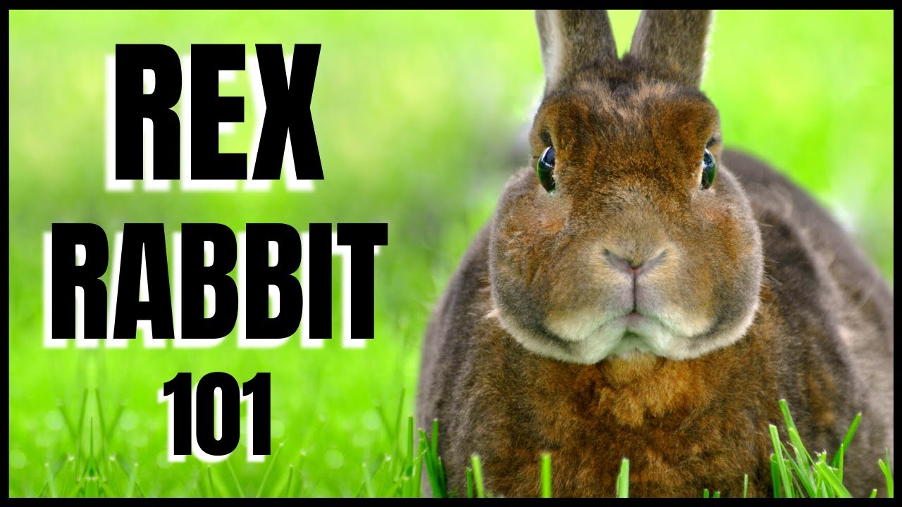 Rex Rabbit 101: All You Need To Know
