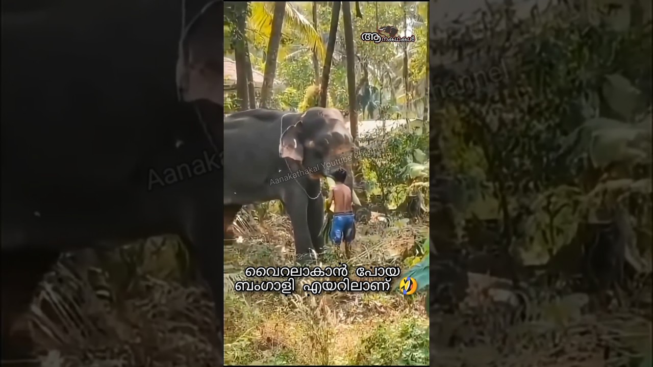 Elephant attack bengali, #elephant #elephantattack #shortsfeed #shorts #wildanimals #viral #wildlife