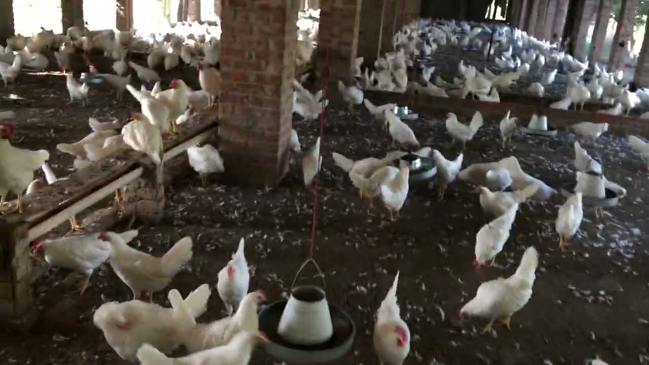 White Layer Poultry Farming Business In Pakistan | Layer Murgi Smaal Setup | Layer Poultry | Part 61