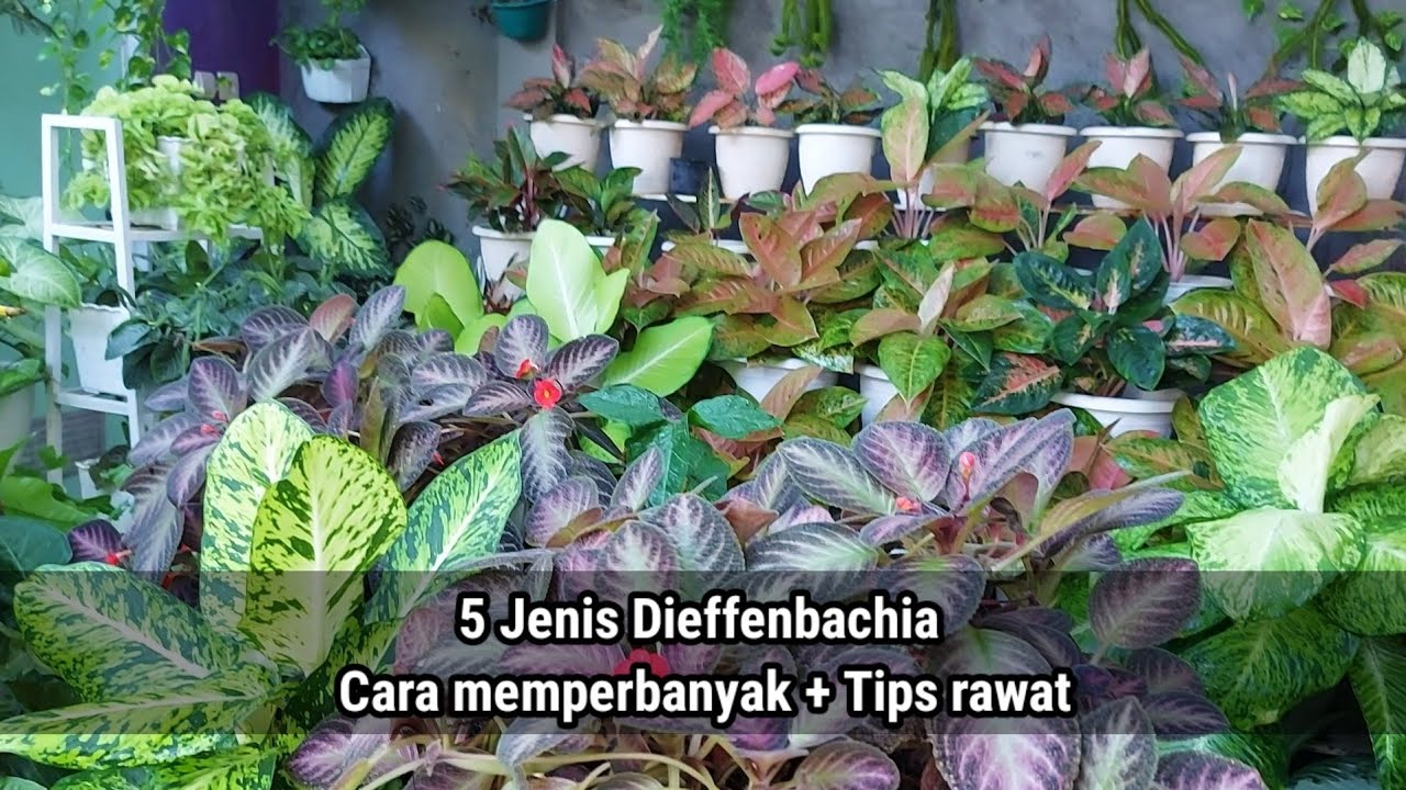 5 jenis tanaman hias dieffenbachia | cara memperbanyak dan tips rawat